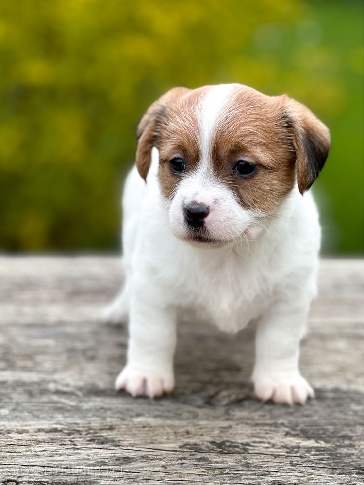 Piesek Jack Russell terrier ZKWP/FCI  szorstkowłosy