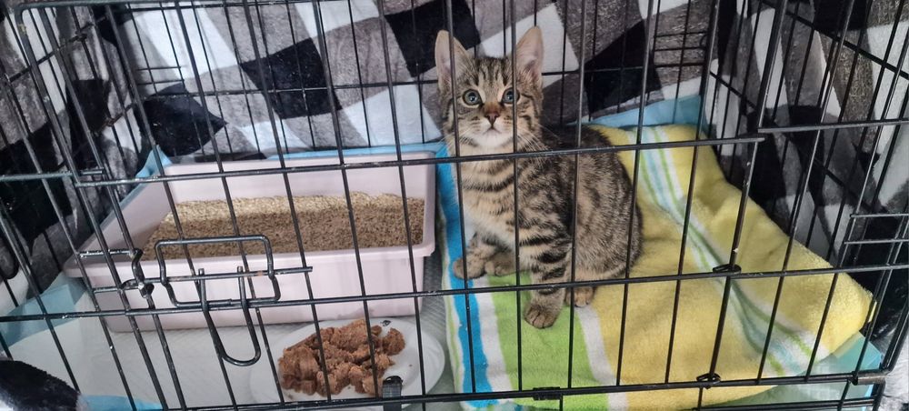 Kochany Bąbel do adopcji