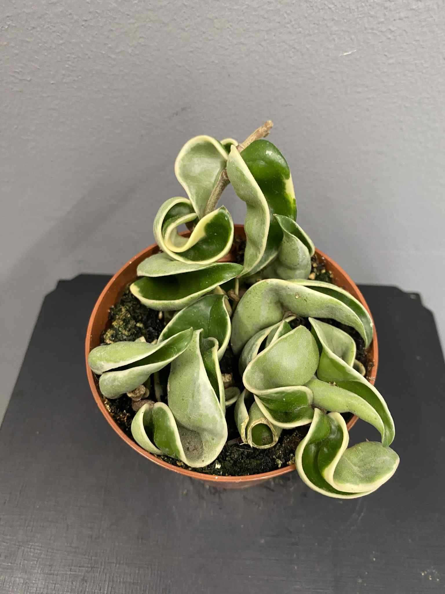 Hoja Compacta Variegata D 9 cm