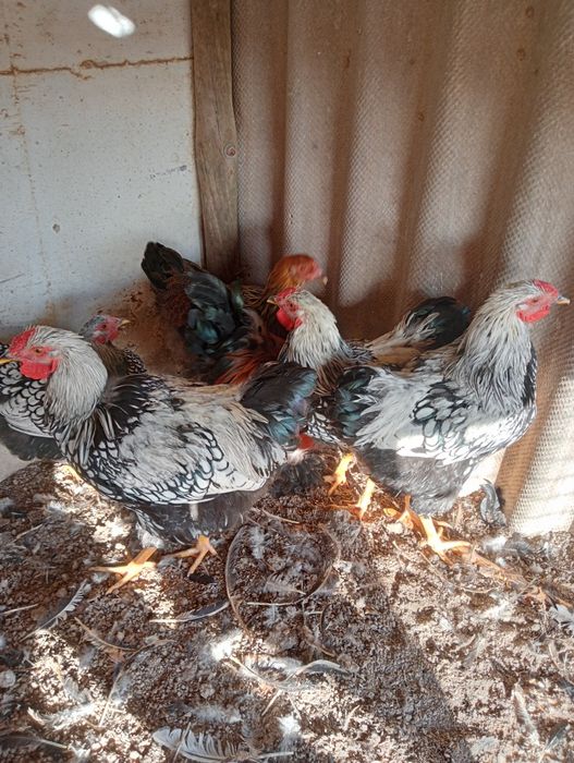 Galos wyandote e brahma perdiz dourada, 30€ cada.