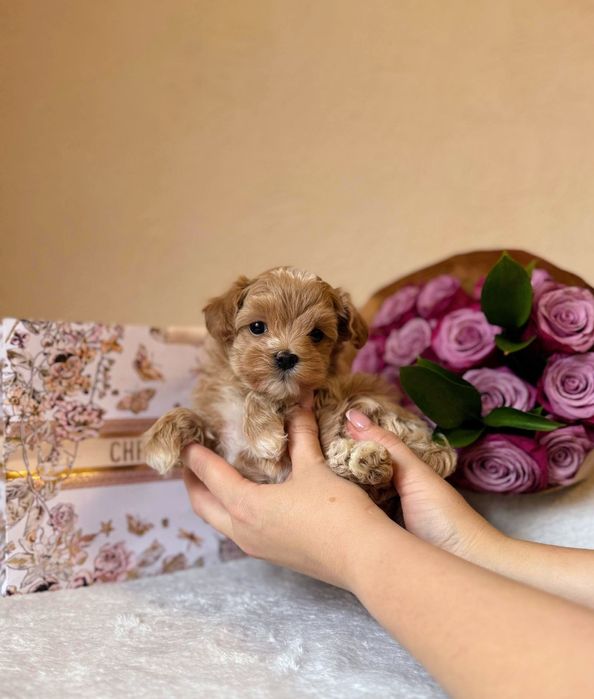Мальтипу Ф1 мини мальчик