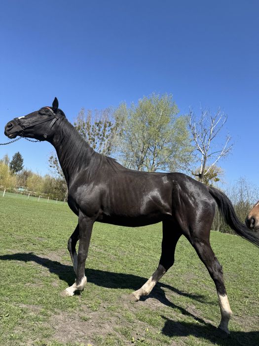 Англійська Верхова 7 років