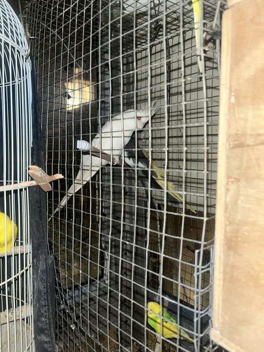 periquitos 4 3 cokateil