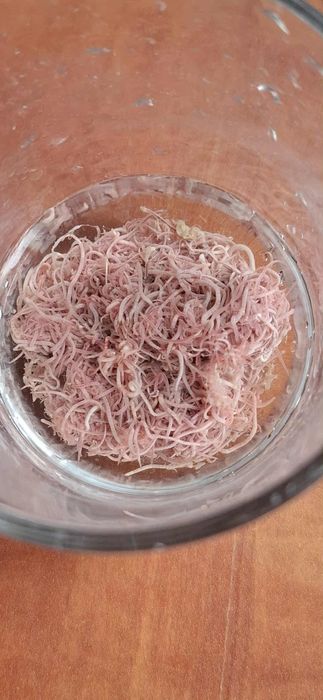 Zestaw pokarmów rezerwacja