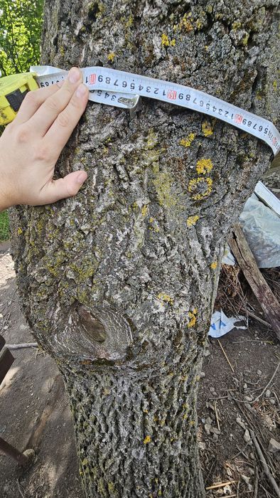 Orzech włoski do wycinki. Negocjuj!!!