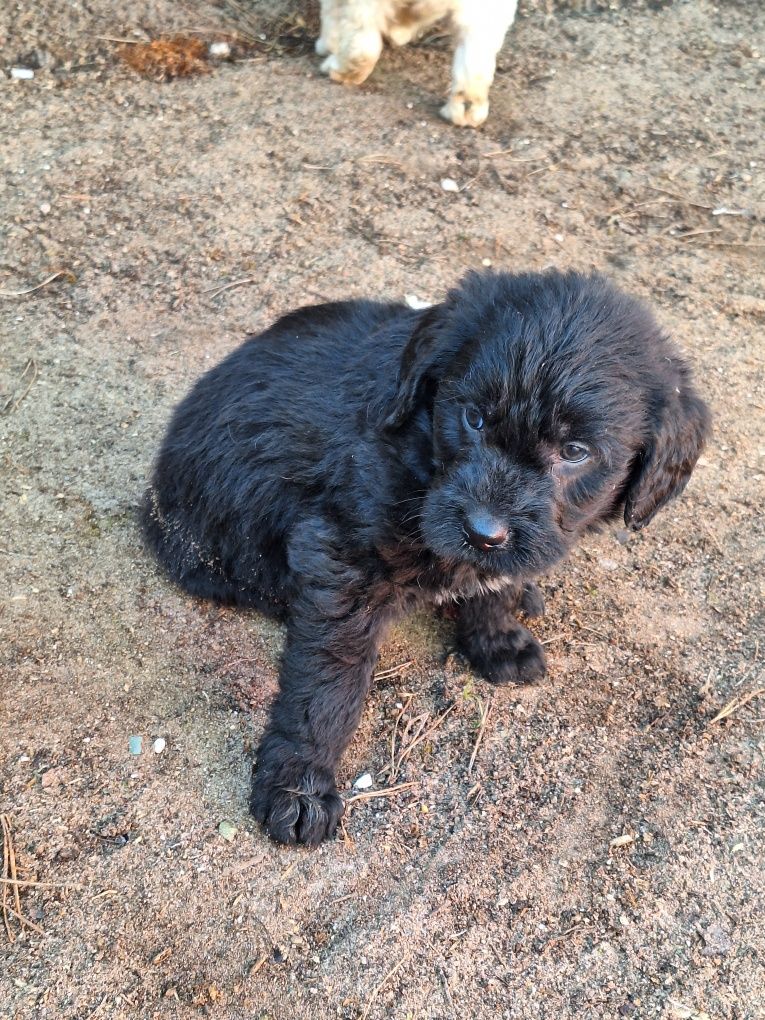 Szczenię  labradoodle z metryką