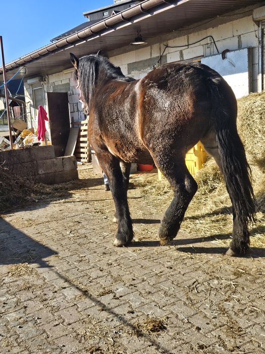 Sprzedam lub zamienię klacz