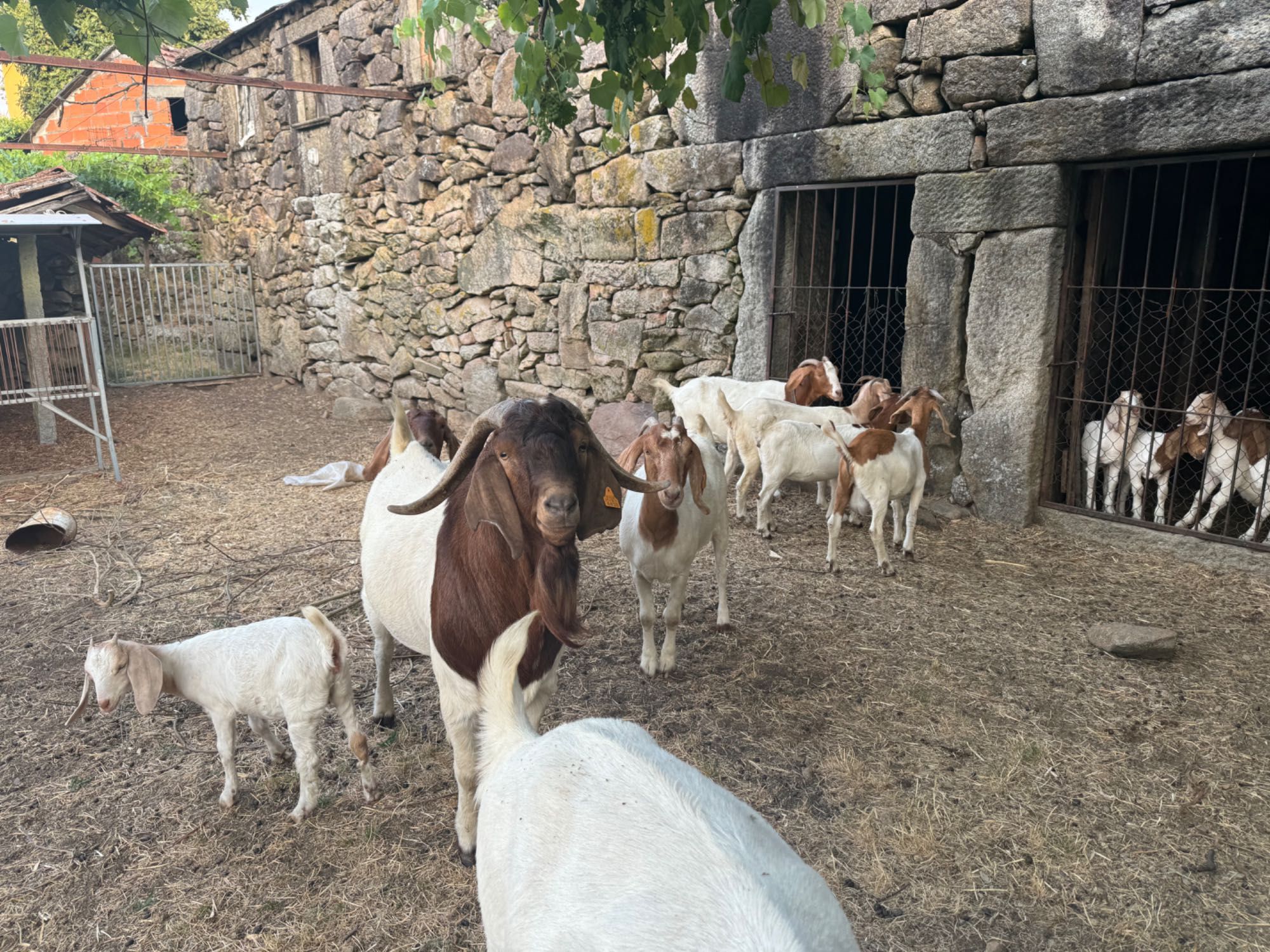 Boer cabras e bode