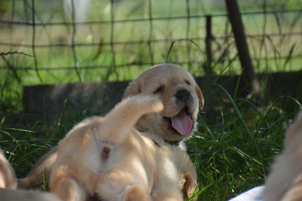 Labrador Retriever- szczenię ,cudny chłopczyk