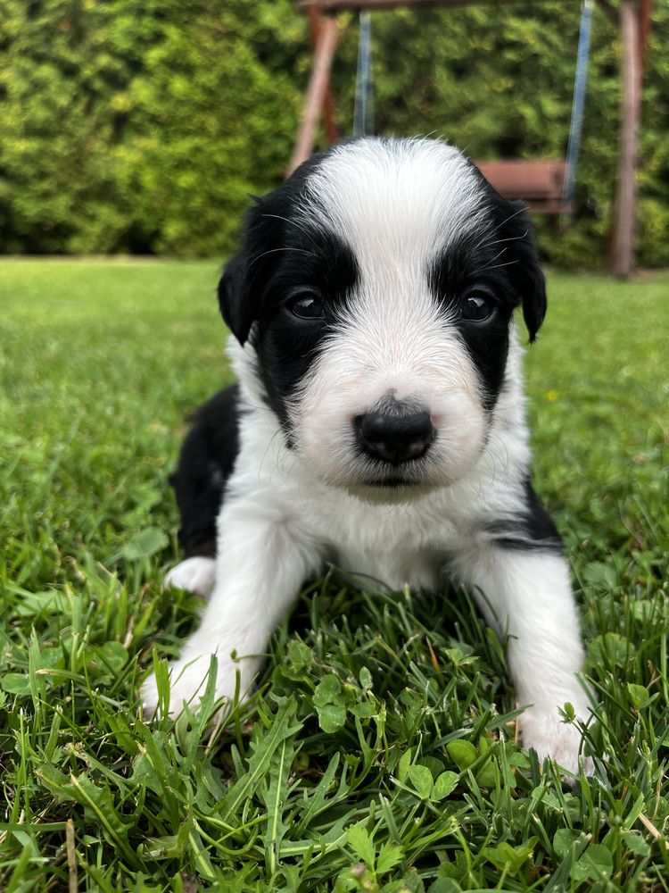 Suczka Border collie