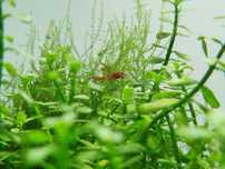 Krewetki red rilli