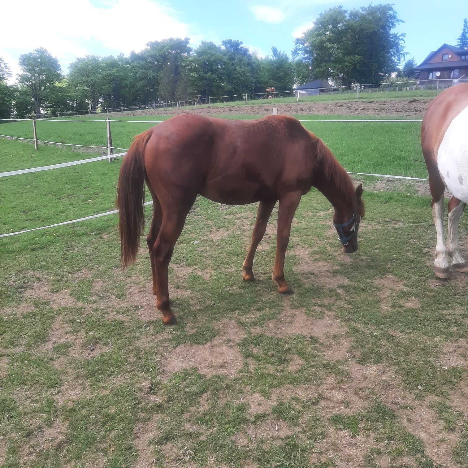 Koń  Ogierek 1/2 APPALOOSA