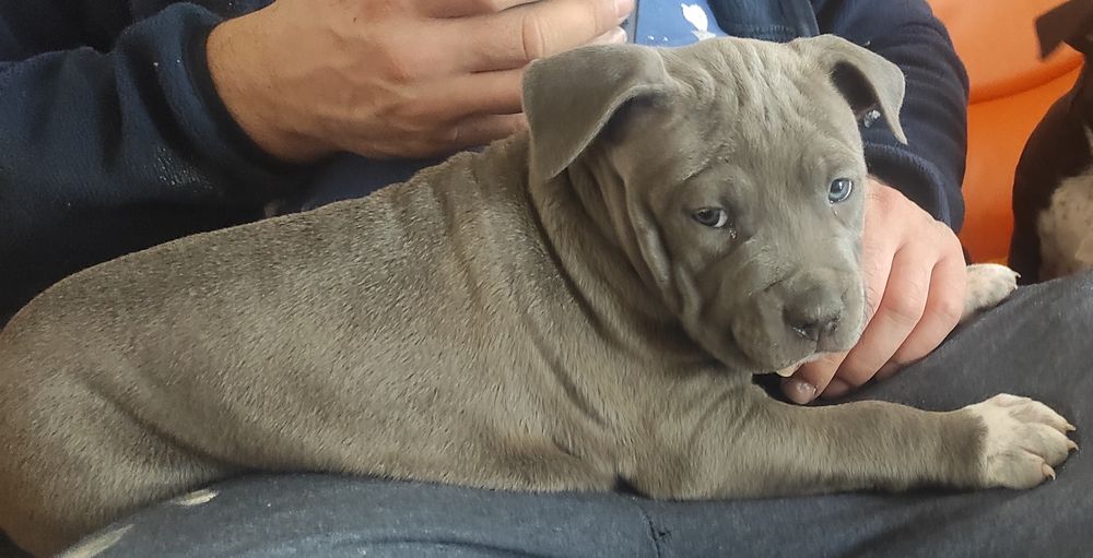 Amstaff rodowodowy blu