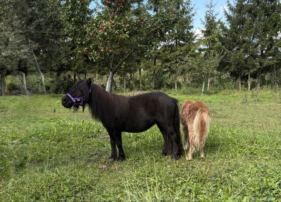 Klacz mini szetland 4-letnia kuc/kucyk