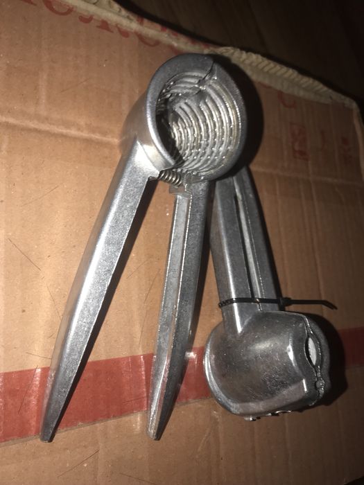 Конiчний горіхокол