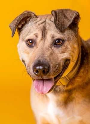 Do adopcji Fafik, pies w typie ttb TTB Poznań