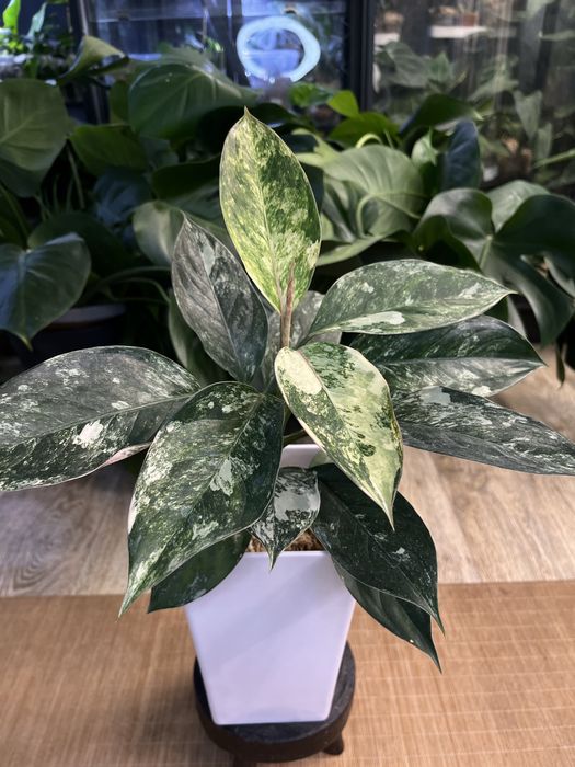 Aglaonema Siam Jade variegata