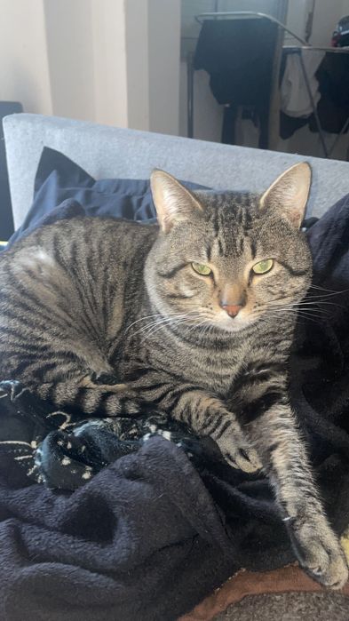 Gatinho Super dócil para Adoção
