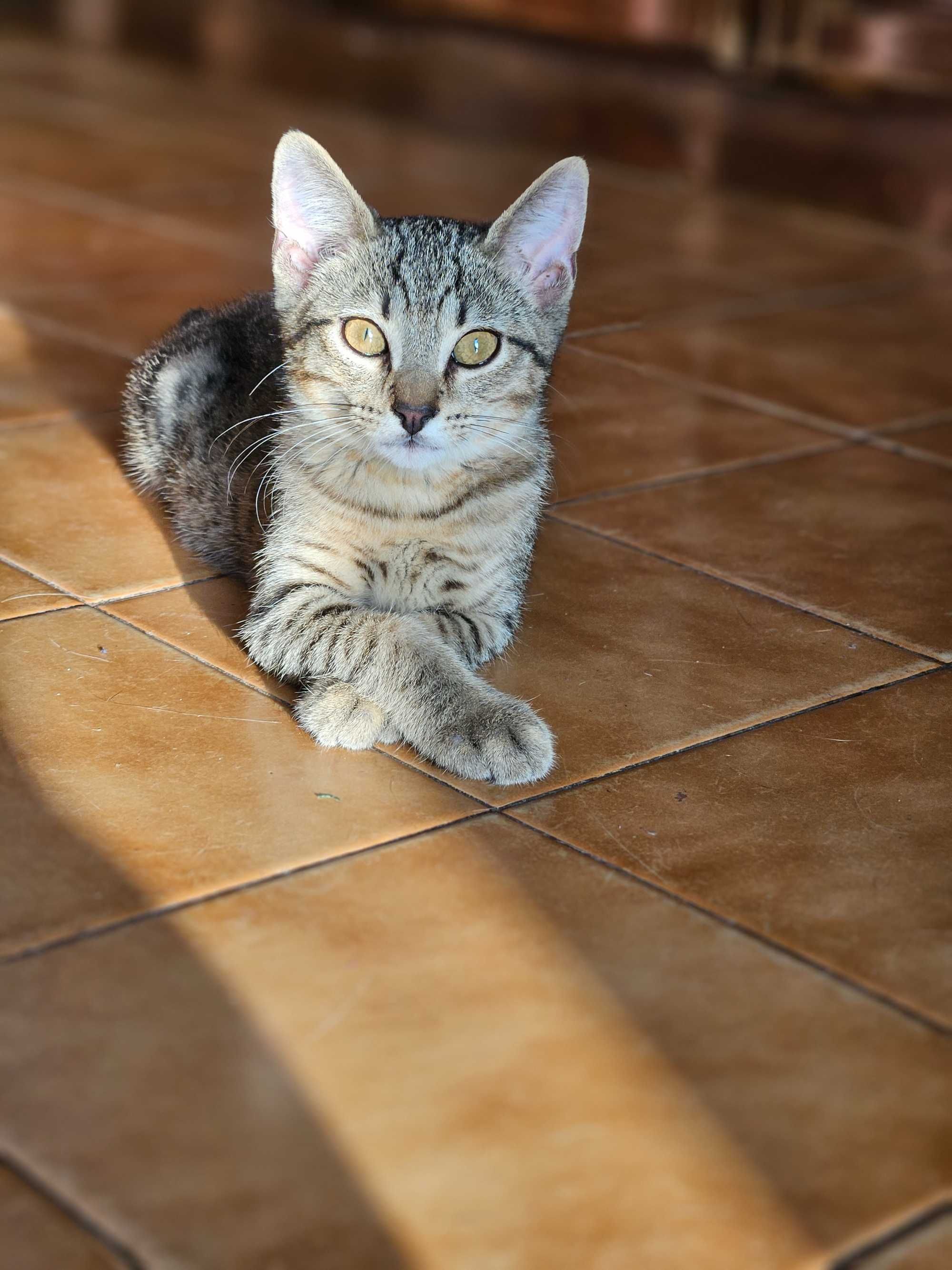Gatinhos amorosos para adoção