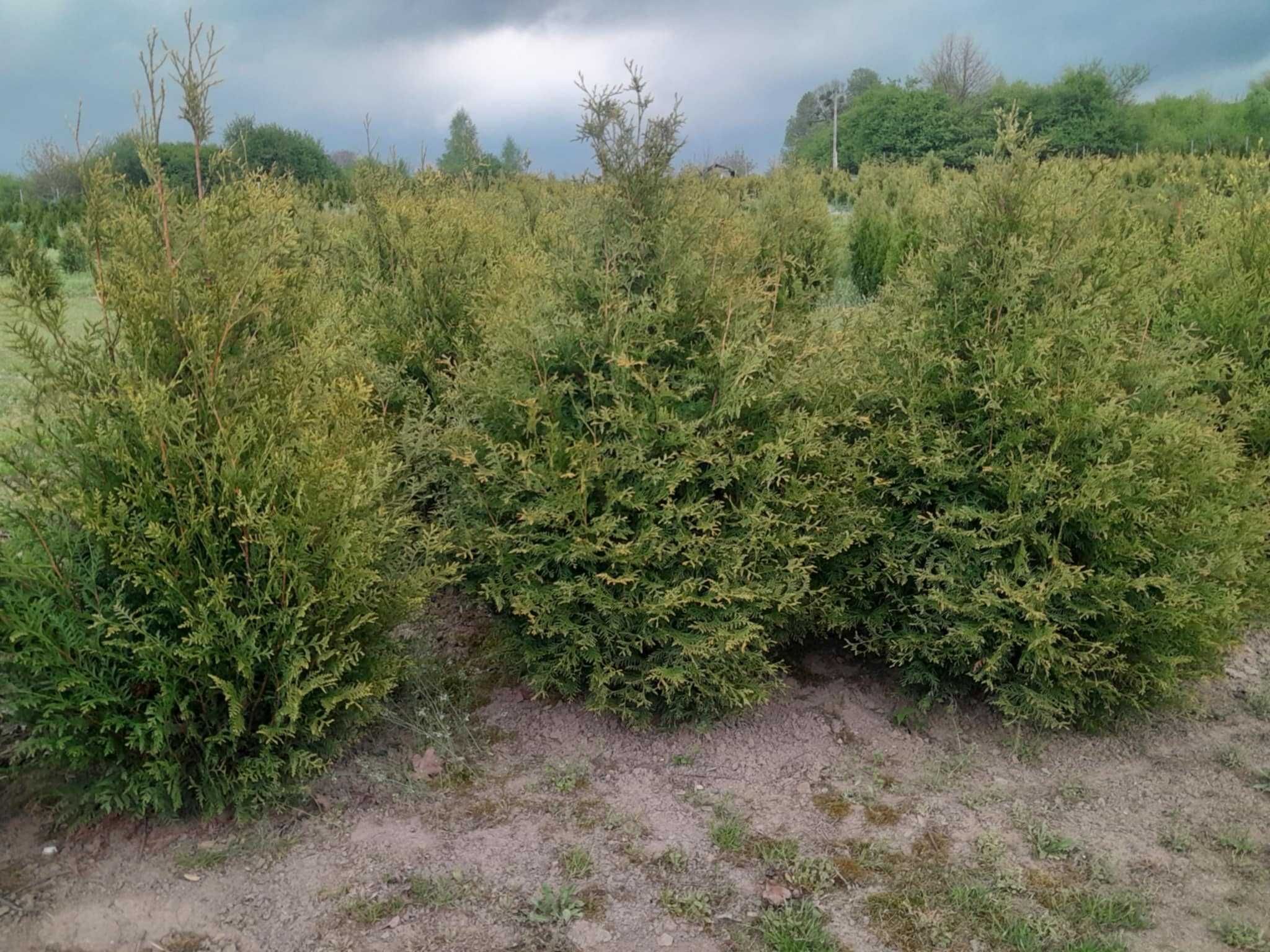Tuje żywopłotowe Szmaragd, Braband, Plicata  Kórnik, Aureospicata