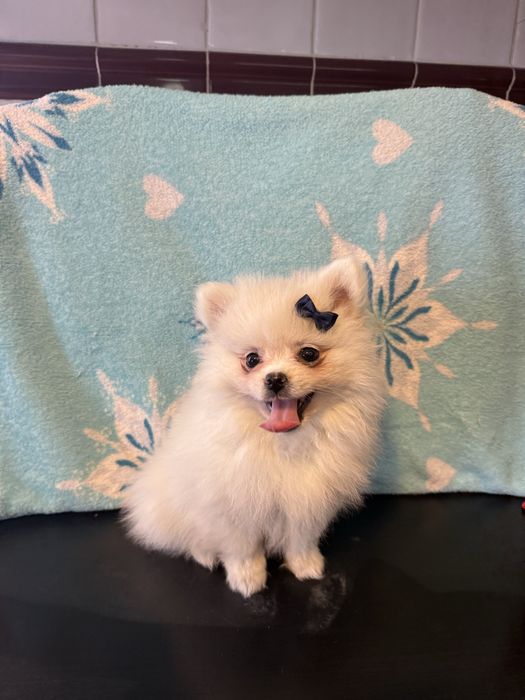 Lulu da pomêrania / Spitz Alemão fofinha !