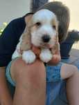 Cocker spaniel angielski