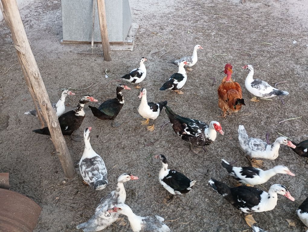 Patos mudos caseiros