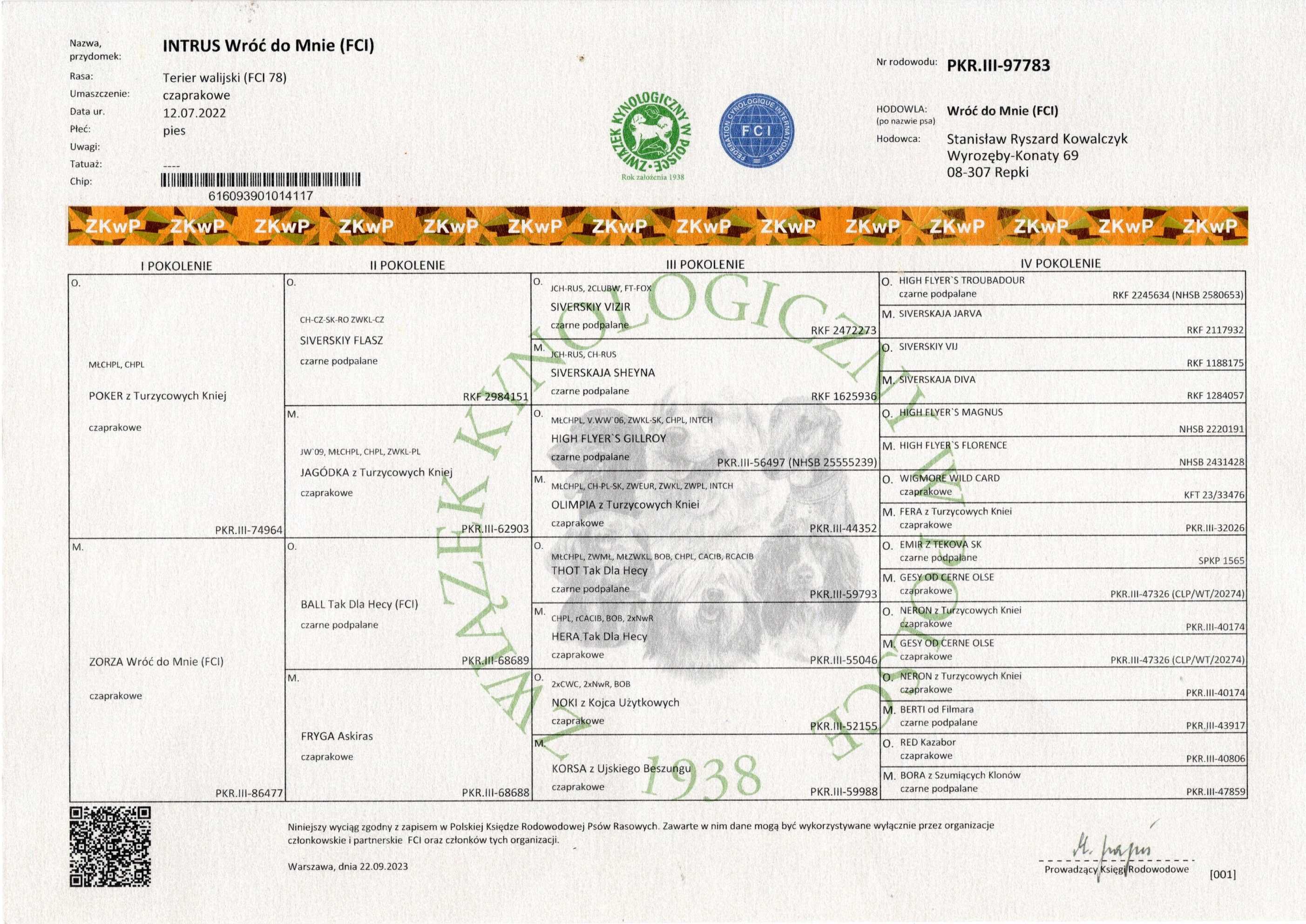 Terier Walijski - Welsh Terrier-  pies  ( FCI )