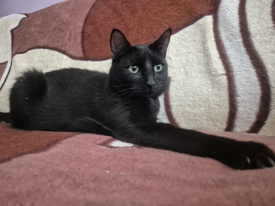 Roczny kocurek Szmaragd do pilnej adopcji