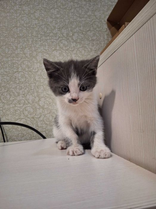 Котенок, котик, кошеня Первомайськ