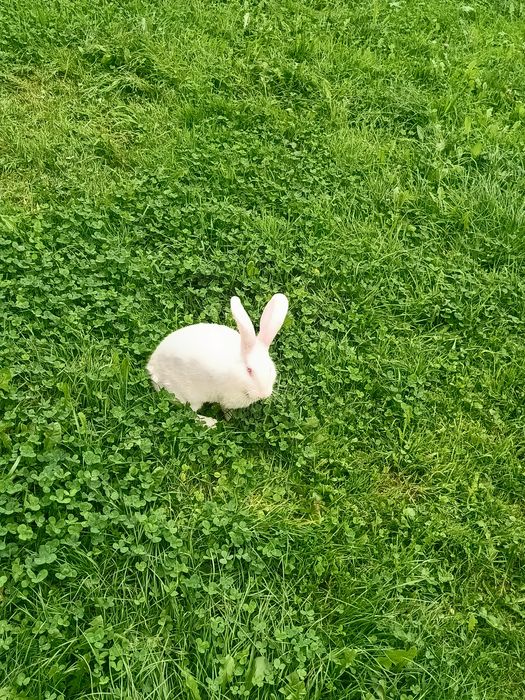 Królik ,samiec,samica termodzki biały młode Tb