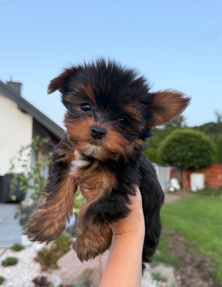 Prześliczny, bardzo malutki piesek Yorkshire Terrier