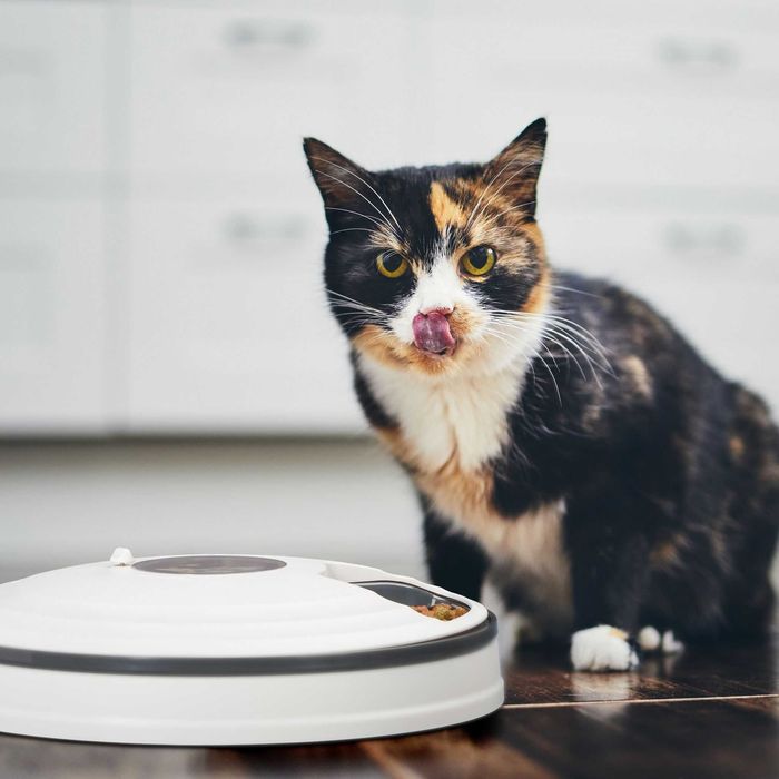 Automatyczny Podajnik Karmy Dozownik dla Kotów Automat do Karmienia