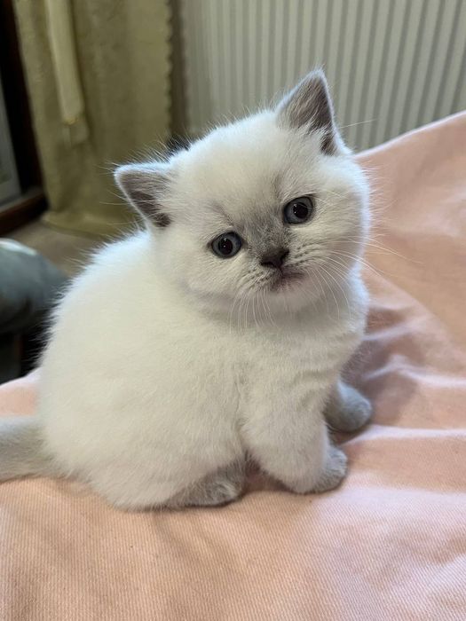 Шотландське прямовухе кошенятко