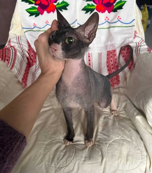 Маняша, сфінкс велюрочка, близько 2 років.Добра з величезним серцем!