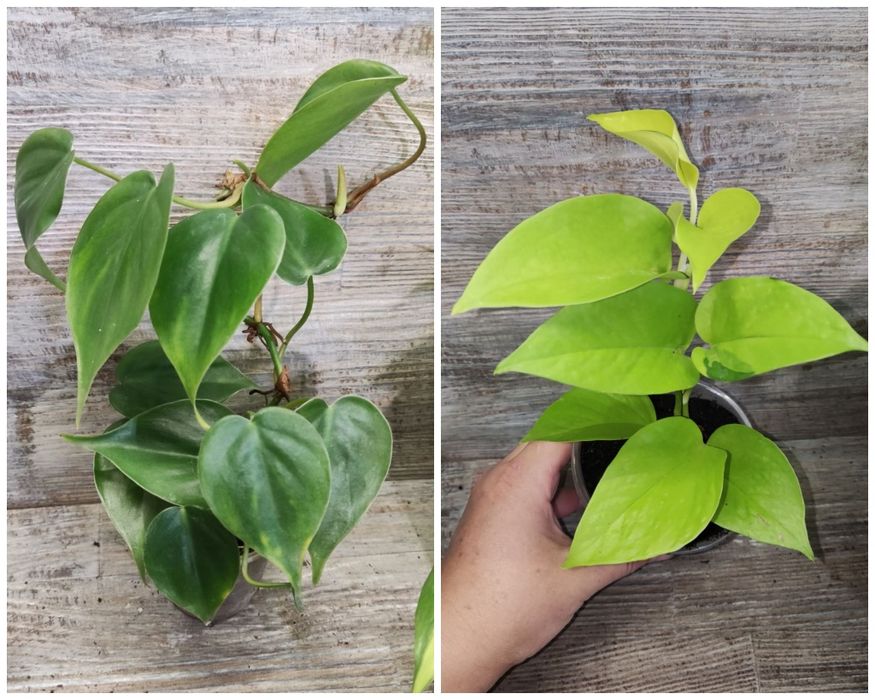 Пропонуємо Епіпремніум Epipremnum, сциндапсус, тропічна ліана.