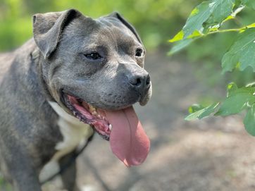 Śliniak American Bully