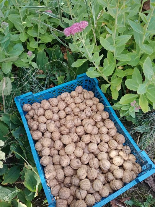 Orzechy włoskie 1kg