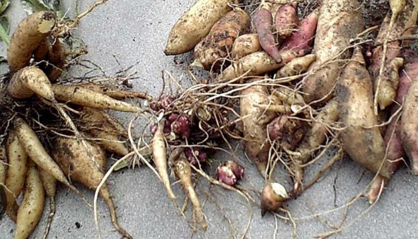 Rizomas de batata  yacon