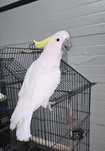 Cacatua galerita