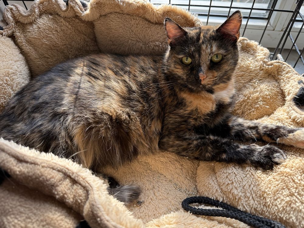 Wyjątkowa kotka Toffi poleca się do adopcji