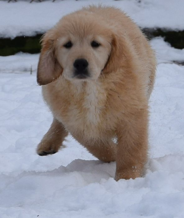 Golden retriever szczeniaki