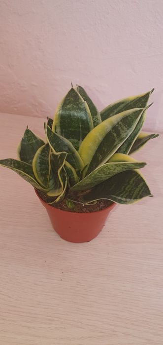 Сансевієрія  Ханні Sansevieria Hahnii