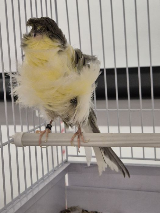 Kanarek kędzierzawy paryski