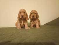 Piękne szczenie Cocer spaniel angelski
