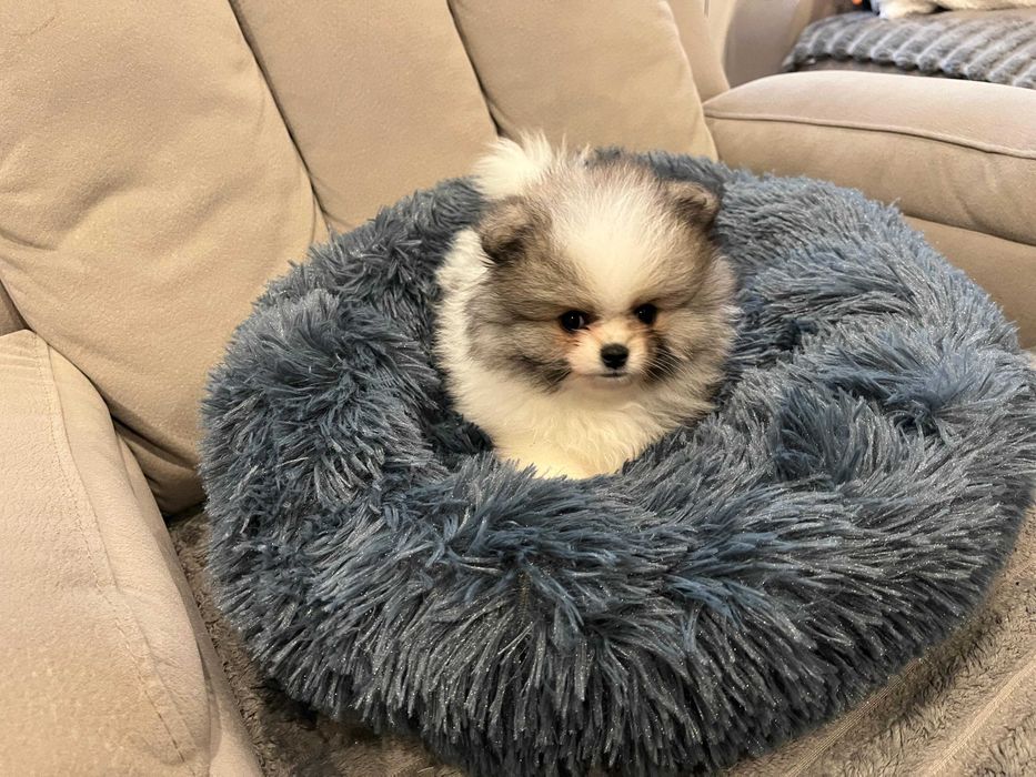 Pomeranian- przepiękna  sunia