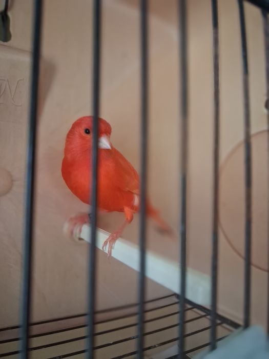 Canarios de 2025 para cedência