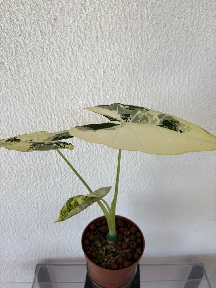 anthurium crystallinum x magnificum e alocasia frydek variegata