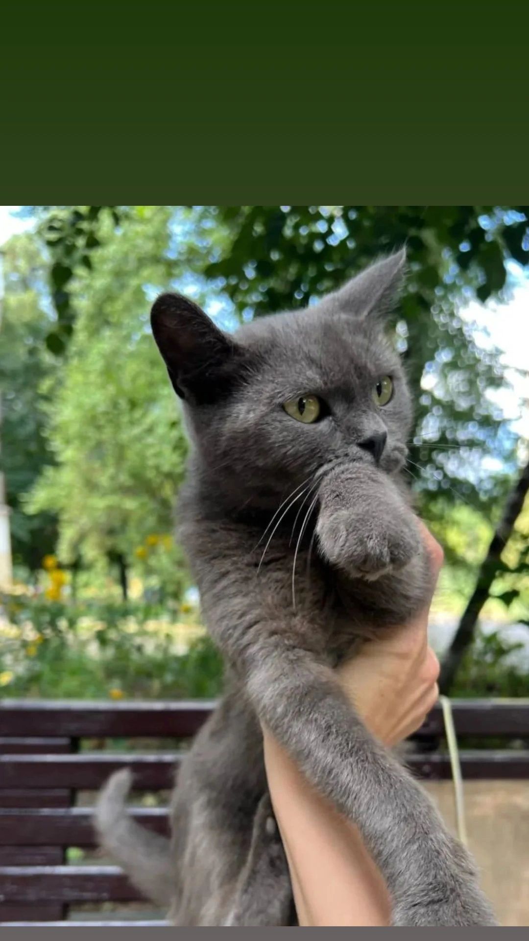 Отдам серую кошку, метис британки, стерилизована