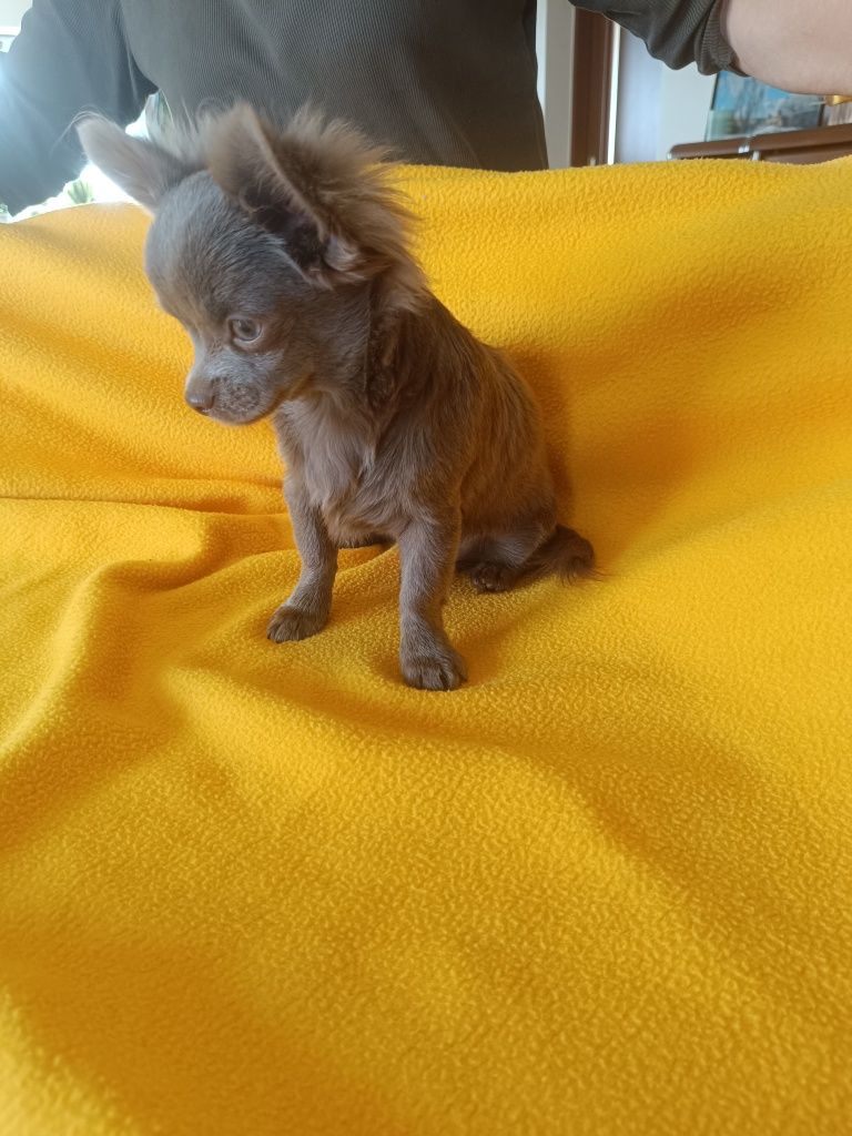 Chihuahua liliowy piesek